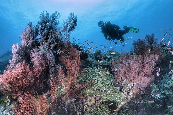 jakarta ocean explorer scuba diving